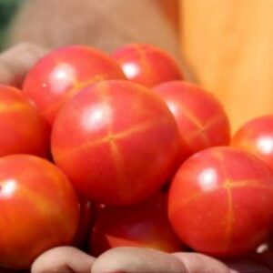 Cherrytomate Isis Candy