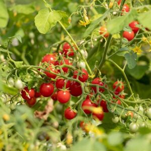 Spezialtomate Sterntaler
