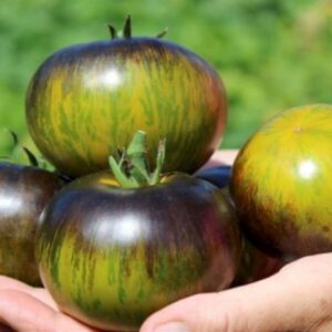 Fleischtomate Xanadu Green Goddess