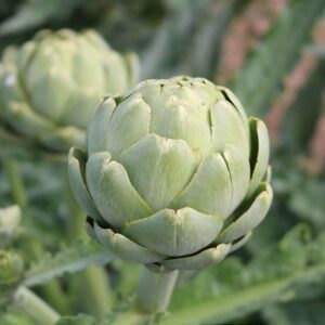 Artischocke Vert de Provence