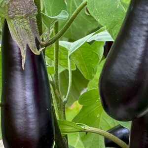 Aubergine De Barbentane