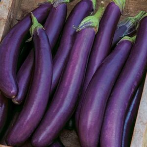 Aubergine Asiatyp Purple long