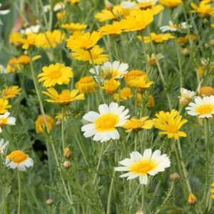 essbare Blüten Speisechrysantheme