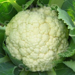Sommer Blumenkohl Goodman