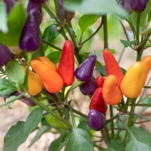 Chili Aurora