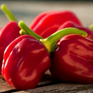 Chili Habanero Tropical red