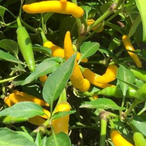 Chili Sipka Zitronen