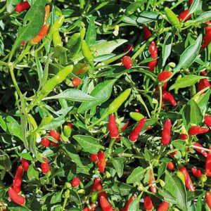 Chili Wildpfefferoni