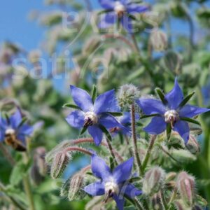 essbare Blüten Borretsch