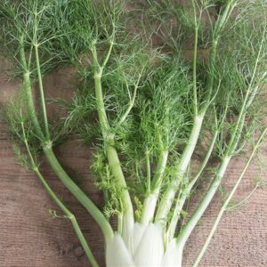 Fenchel Selma