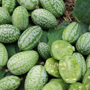 Mexikanische Minigurke Melothria