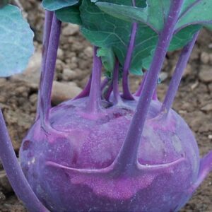 Kohlrabi Azur Star