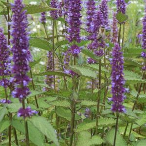 koreanische Minze Agastache