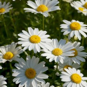 Wildkräuter Margritli / Gänseblümchen