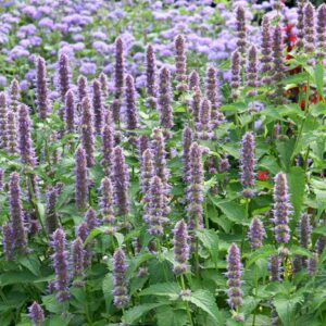Monarde, Duftnessel, Anis Ysop Indianerminze