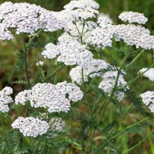 Wildkräuter Wiesenschafgarbe