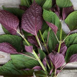 Teekräuter Shiso bicolor