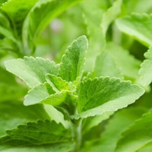 Süsskraut Stevia