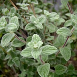 Syrischer Oregano Zatar
