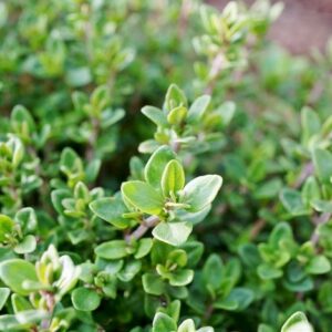 Thymian Deutscher Winter