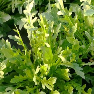 Rucola / wilde Rauke Lola