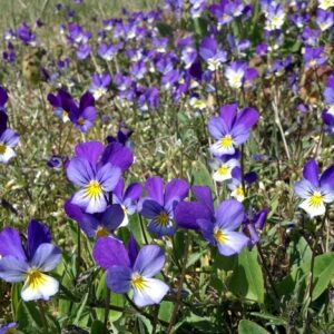 essbare Blüten Wildes Stiefmütterchen