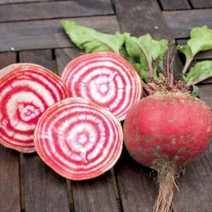 Rande Chioggia