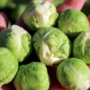 Rosenkohl Groninger