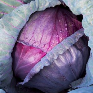 Rotkohl Granat
