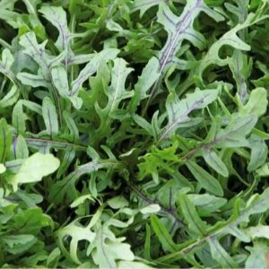 Rucola / wilde Rauke Dragon's Tongue
