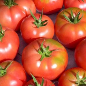 Fleischtomate Berner Rose