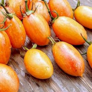 Datteltomate Blush Tiger