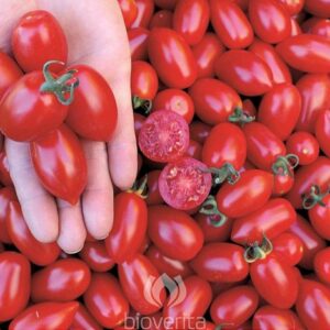 Datteltomate Donatellina
