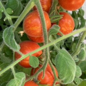 Cherrytomate Fuzzy Wuzzy