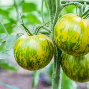 Rispentomate Green Zebra