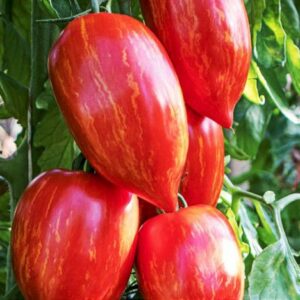 Rispentomate Marmorossa