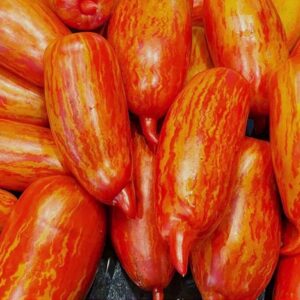 Fleischtomate Roma Striée