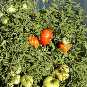 Fleischtomate Silbertanne