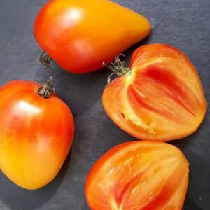 Fleischtomate Sonnenherz