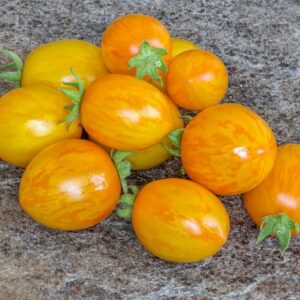 Cherrytomate Tigerette Cherry