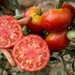 Fleischtomate Vivagrande