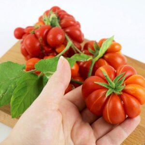 Spezialtomate Reisetomate Voyage