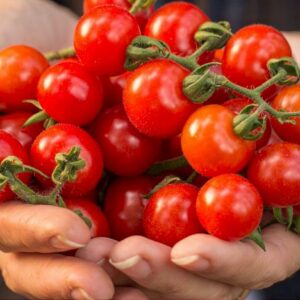 Cherrytomate Zuckertraube