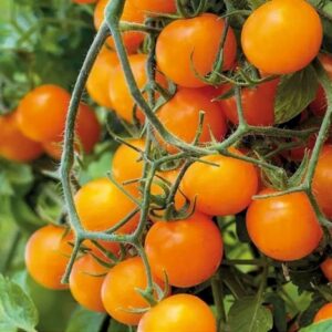 Cherrytomate Goldiana