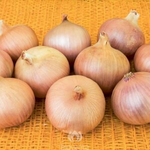 Zwiebel Rose de Keruel
