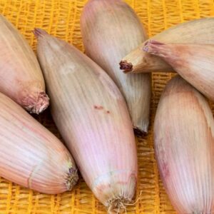 Schalotte Cuisse de Poulet
